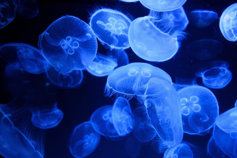 Bioluminescence